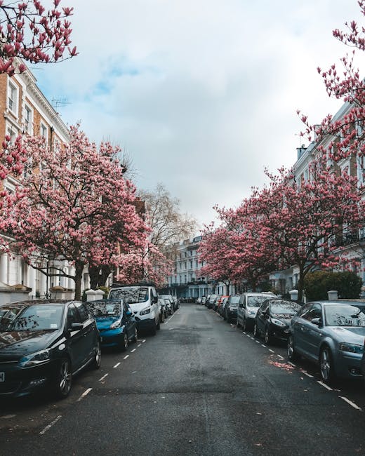 A residential street lined with parked cars on both sides, including sedans and hatchbacks, with pink blossom trees in full bloom along the pavement. The trees' branches extend over the cars, creating a canopy of flowers. The street is part of a typical London neighbourhood within the Kensington and Chelsea area, with white terraced buildings featuring brick facades and ornate architectural details visible on the left and right sides. The sky overhead is partly cloudy, and the street appears calm with no visible pedestrians or moving vehicles. This scene highlights the environment where house removals or furniture transport services, such as those by South Kensington Movers, may be coordinated, especially in compliance with local council rules for waste and removals in the Kensington and Chelsea district.
