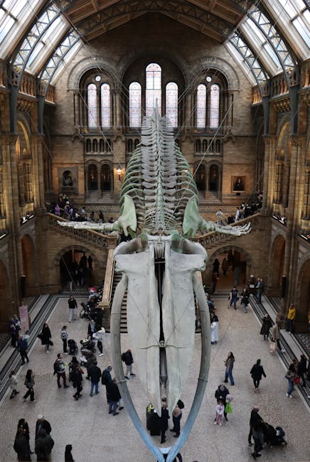 A large dinosaur skeleton displayed vertically inside a historic, spacious hall with high, arched glass ceilings and stone walls, surrounded by visitors walking on the ground floor. The skeleton is suspended above the crowd, with detailed vertebrae, ribs, and skull visible, and is supported by a metal framework. The hall features decorative stone balustrades, large stained glass windows, and exhibits related to natural history. This image illustrates the interior of a museum with a prominent fossil exhibit, relevant to house removals and moving services involving careful packing, transport, and installation of valuable or fragile items like museum specimens. South Kensington Movers provides professional relocation services within such environments, ensuring safe and efficient handling of items during home or museum moves.